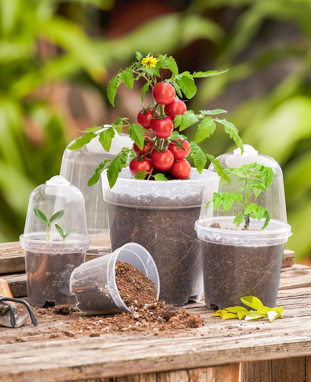 3/4/5 Inch Clear Nursery Pots with Domes for Propagation (15 Pcs) | Unique drainage holes and raised bases improve