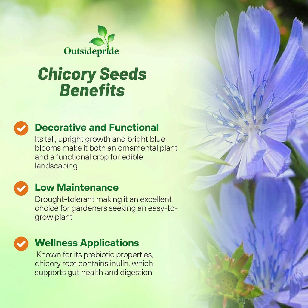 Outsidepride Chicory Seeds for Planting - 1 lb. Perennial, Easy to Grow & Drought Tolerant, Flower Seeds with Clustered