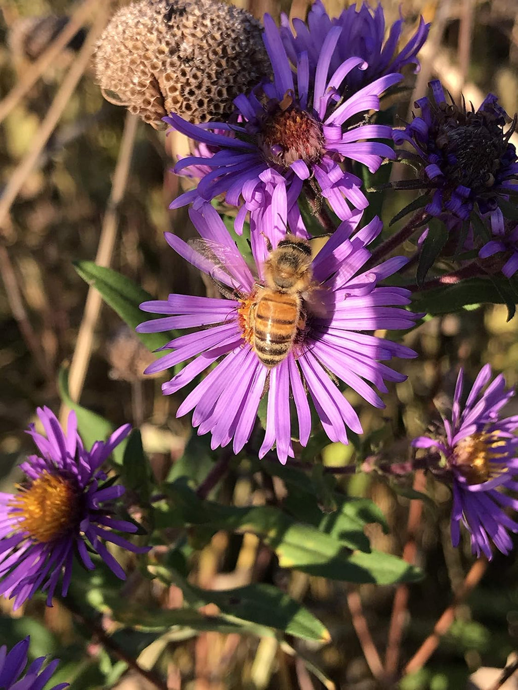 Hale Habitat & Seed Native Grass & Wildflower Refuge, Wildlife & Pollinator Seed Mix, 1/4 Acre