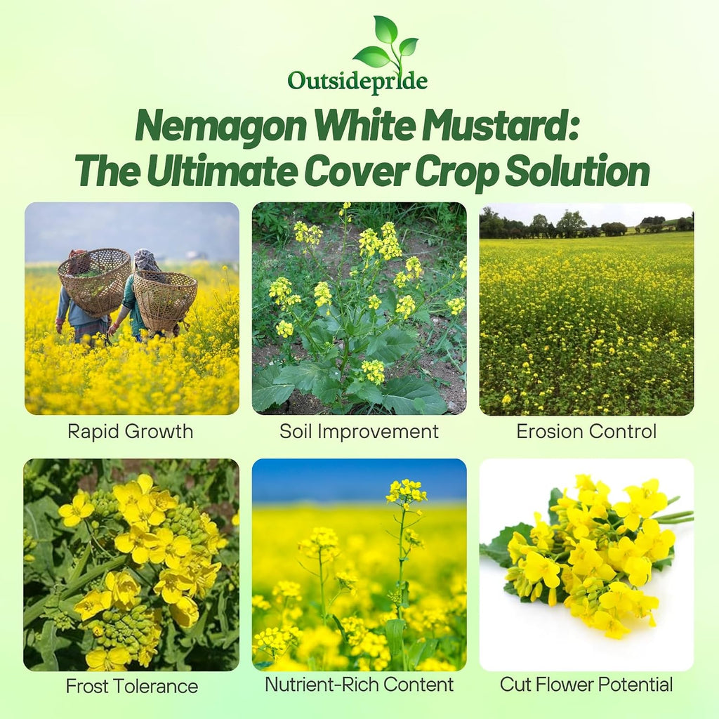 Outsidepride White Mustard Seeds for Planting - 5 lb Annual Cover Crop Seeds w/Deep Root System, High Protein Forage