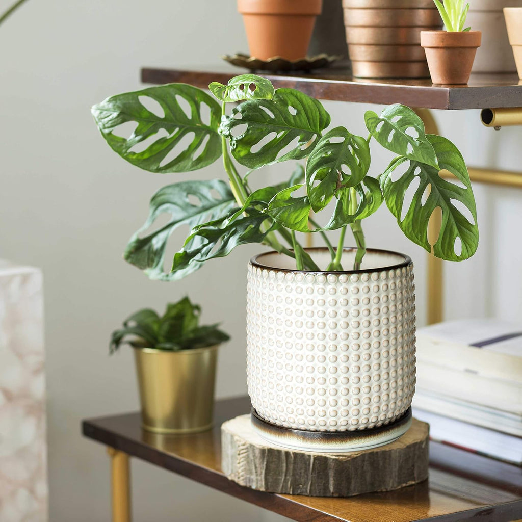 D'vine Dev Beaded Ceramic Pot with Saucer, 6 in, Smoked White, 27-C-X-1 | Embossed Dot Texture, Smooth Glazed Finish