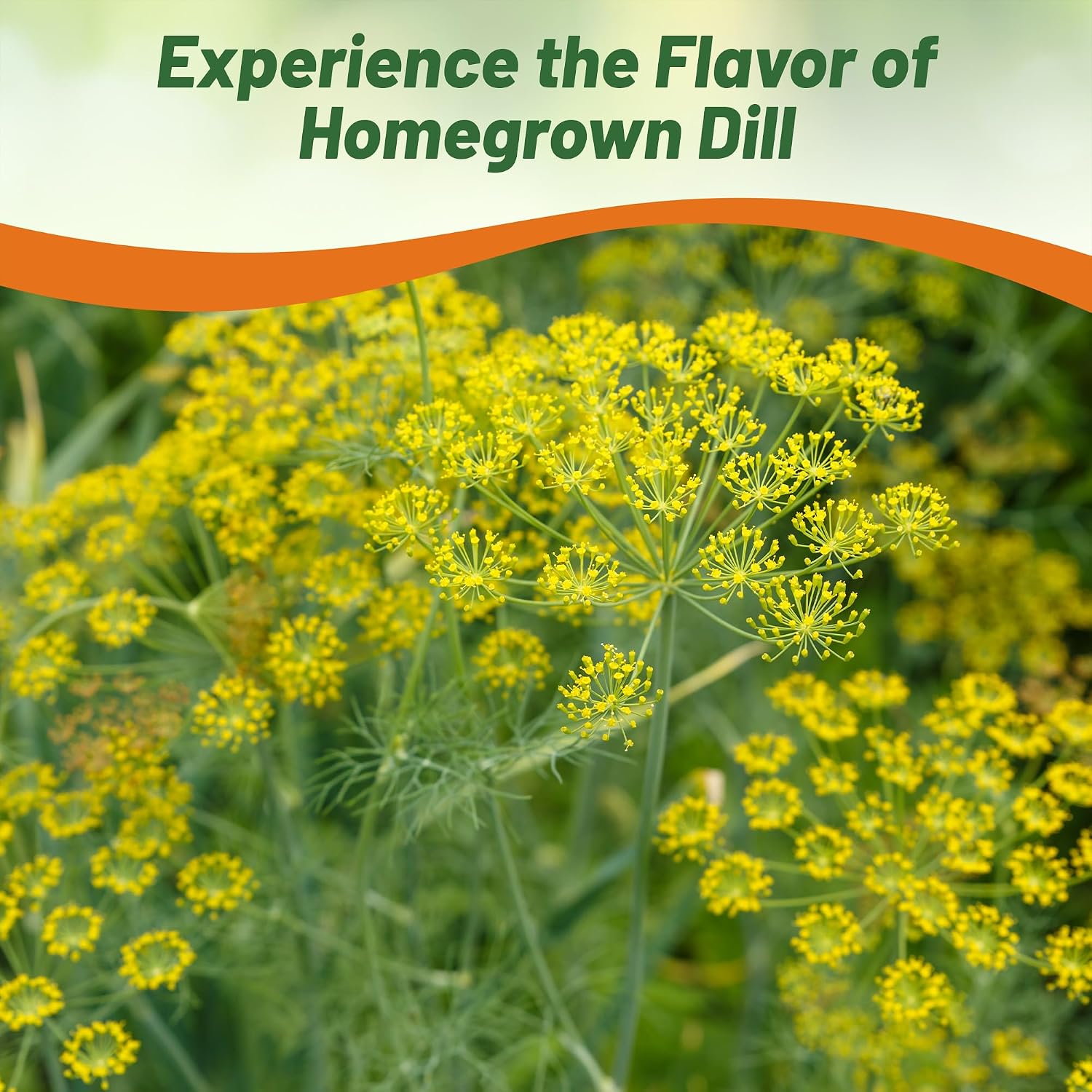 Outsidepride Dill & Microgreens Seeds - 1 lb. Annual, Compact & Pollinator-Friendly, Herb Seeds for Planting Fern-Like