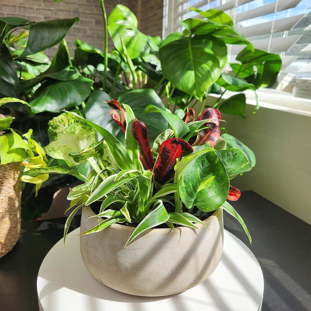 Easy to Grow Houseplants (6PK), Live House Plants in Plant Containers, Growers Choice Plant Set in Planters with