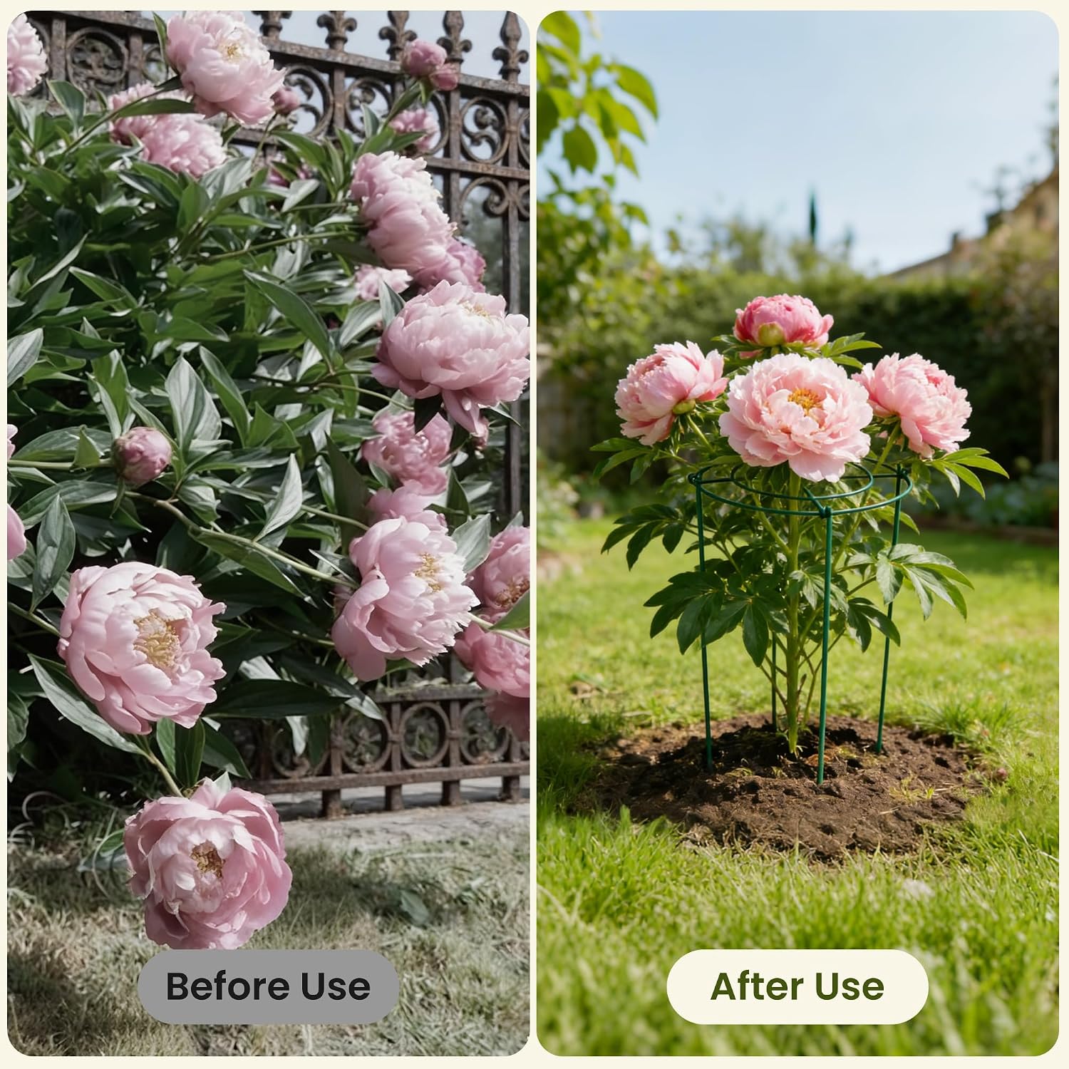 6 Pack Peony Cages and Supports, 12" x 24" Tall Peonies Support Cage | Heavy Duty Metal Peony Stakes and Supports for