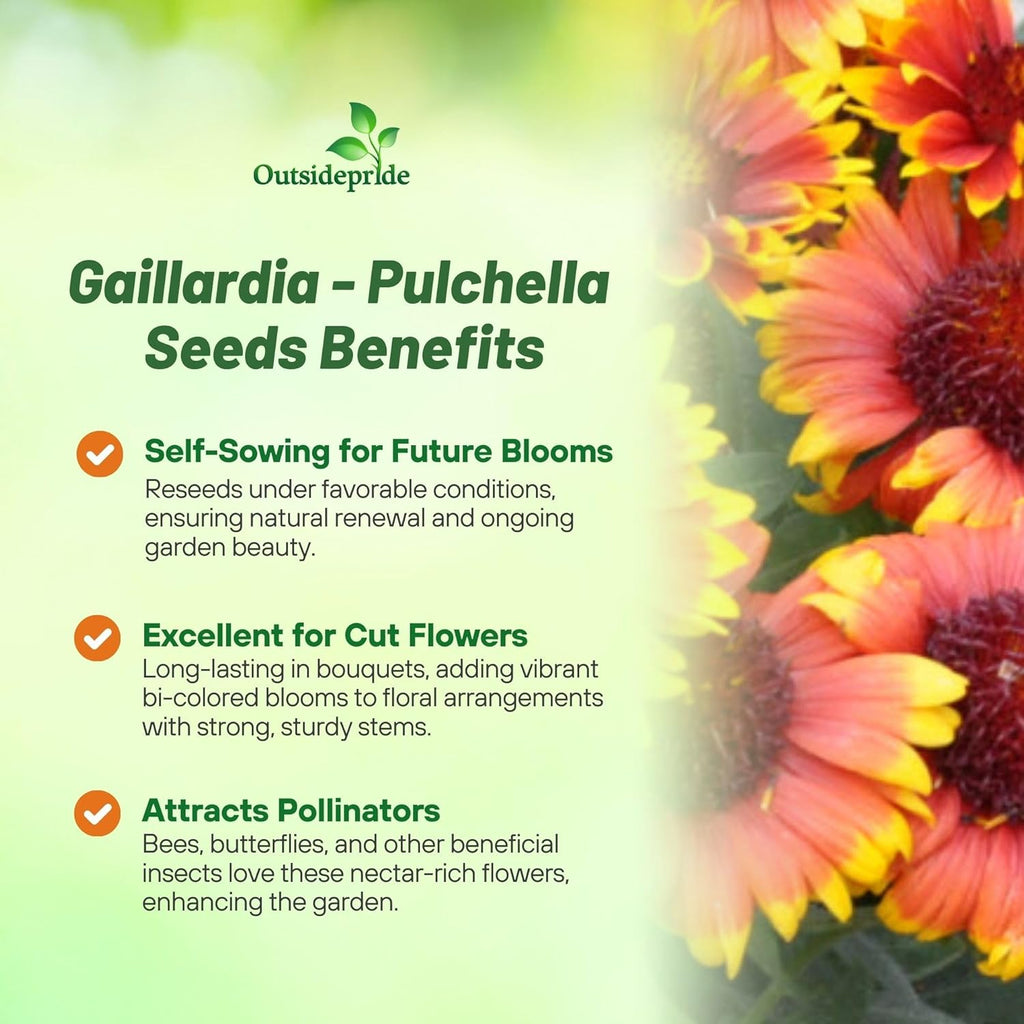 Outsidepride Gaillardia Pulchella Red Indian Blanket Seeds for Planting - 1 lb Annual Flower Seeds, Heat & Drought