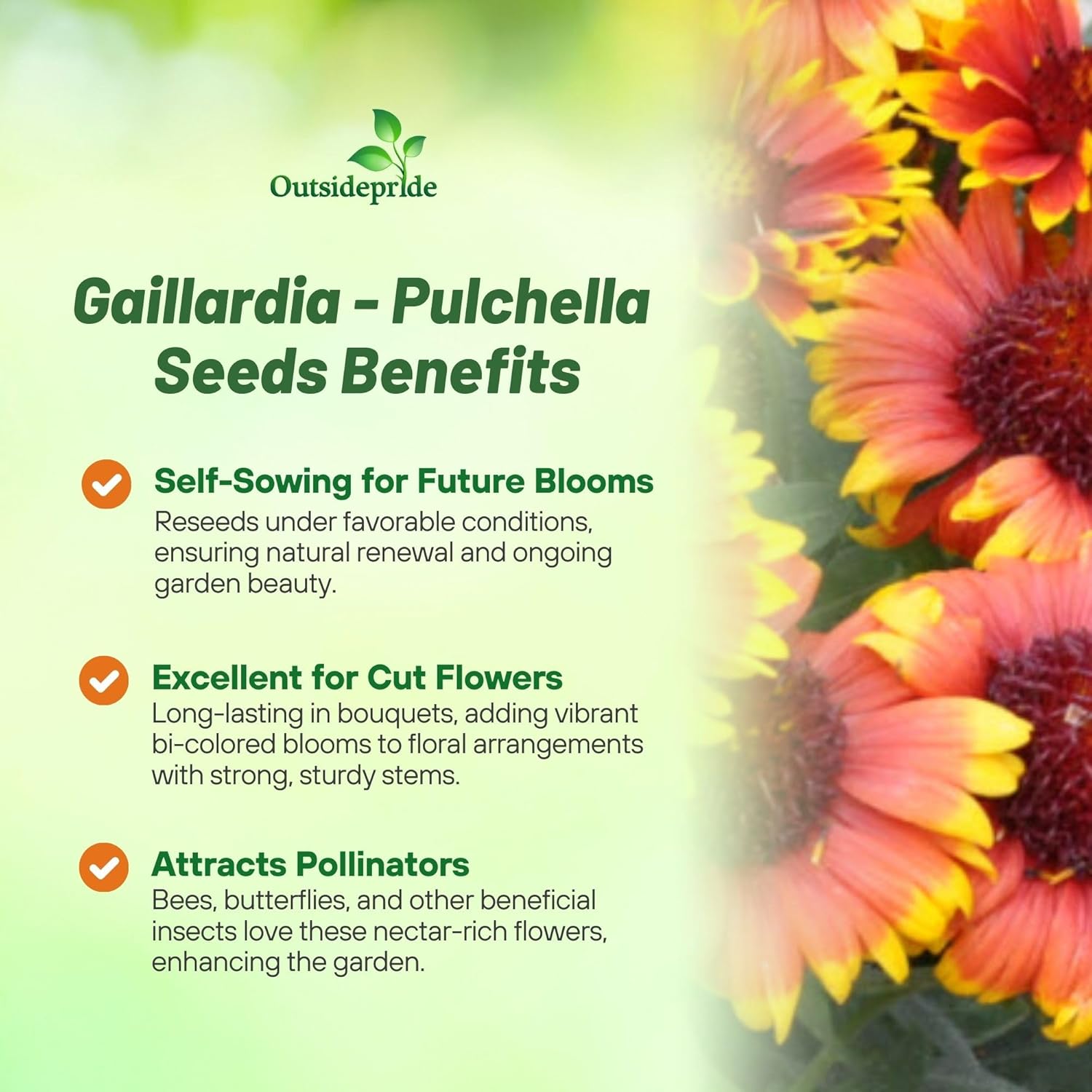 Outsidepride Gaillardia Pulchella Red Indian Blanket Seeds for Planting - 1 lb Annual Flower Seeds, Heat & Drought