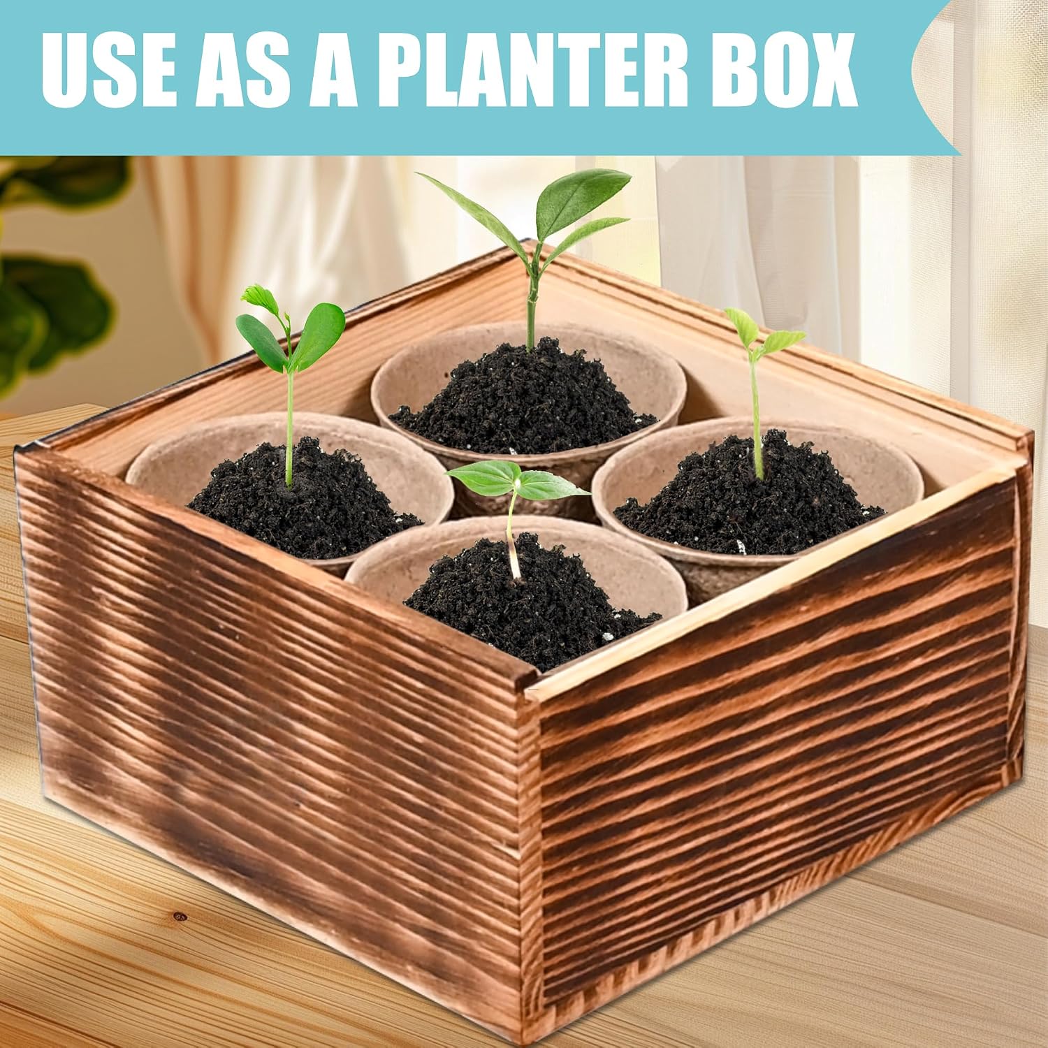 Indoor Daisy Garden Starter Kit, 4 Flower Seeds Growing into Shasta Daisy, Cornflower, Sunflower, Zinnia, Including