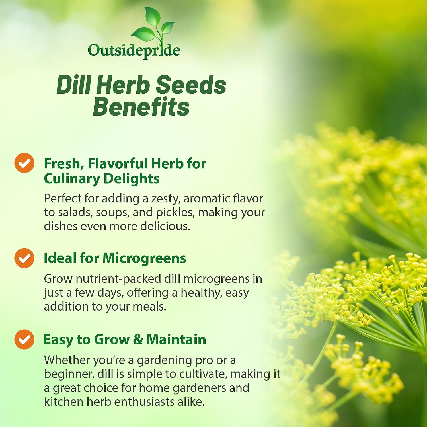 Outsidepride Dill & Microgreens Seeds - 1 lb. Annual, Compact & Pollinator-Friendly, Herb Seeds for Planting Fern-Like