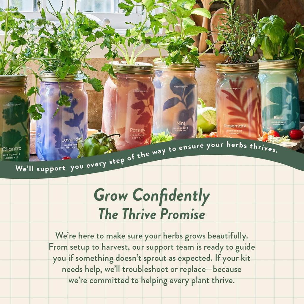 Modern Sprout MasonJar+Replant Kit-Self-Watering Hydroponic System-Cilantro | Growing System Kit w/Organic Herb Seeds