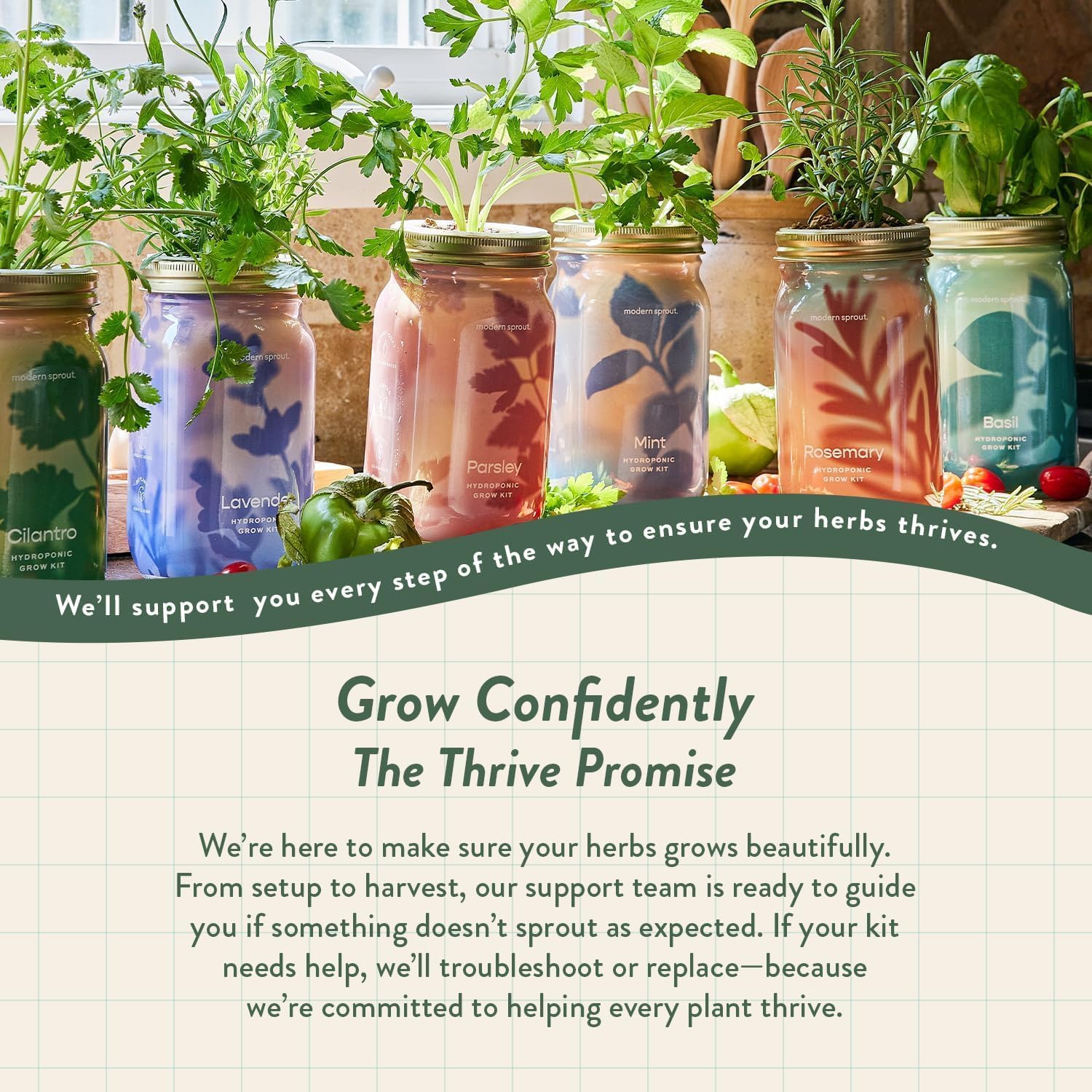 Modern Sprout MasonJar+Replant Kit-Self-Watering Hydroponic System-Cilantro | Growing System Kit w/Organic Herb Seeds