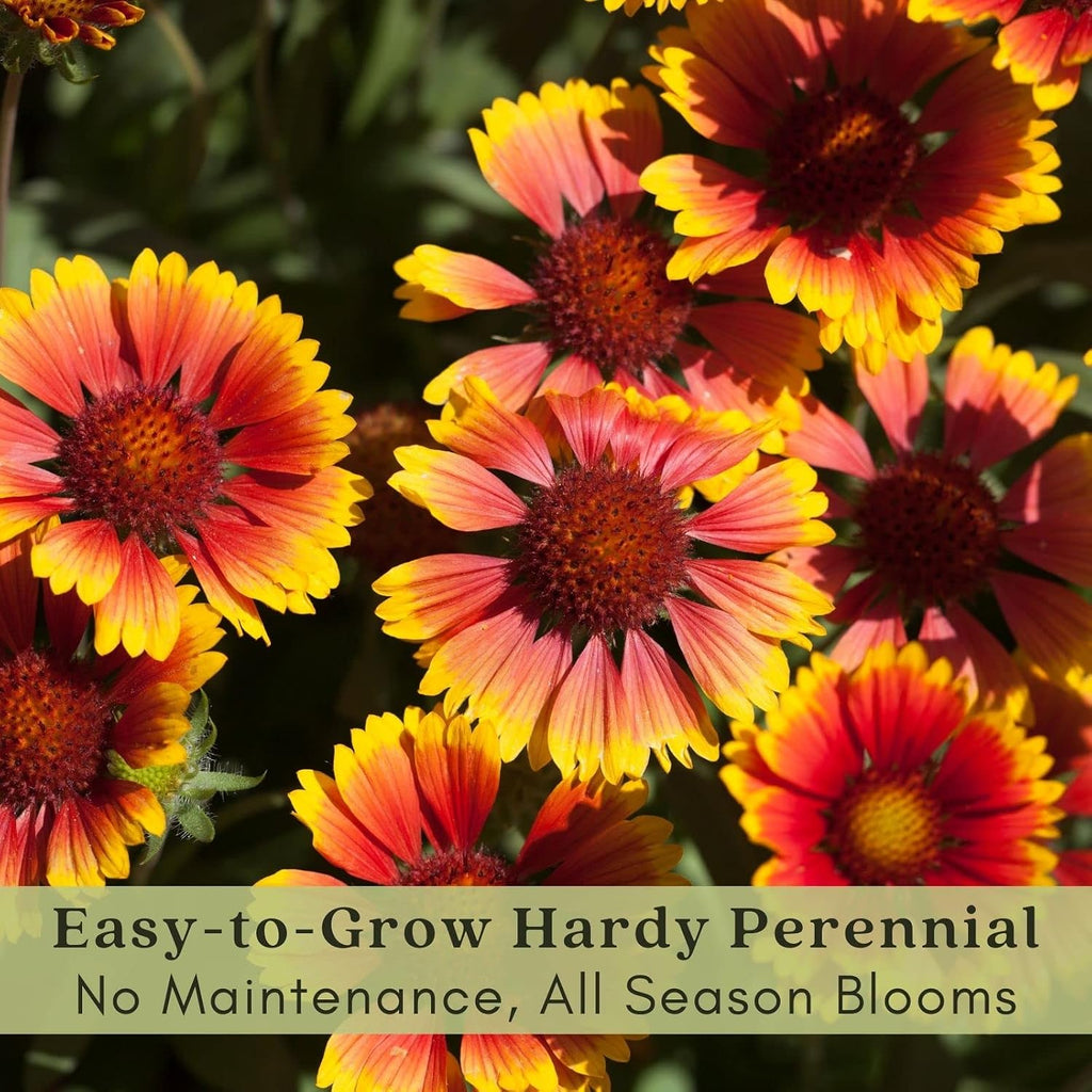 Clovers Garden Blanket Flower (Gaillardia) Arizona Sun Plants – Two (2) Live Plants – Non-GMO - Not Seeds - Each 4" to