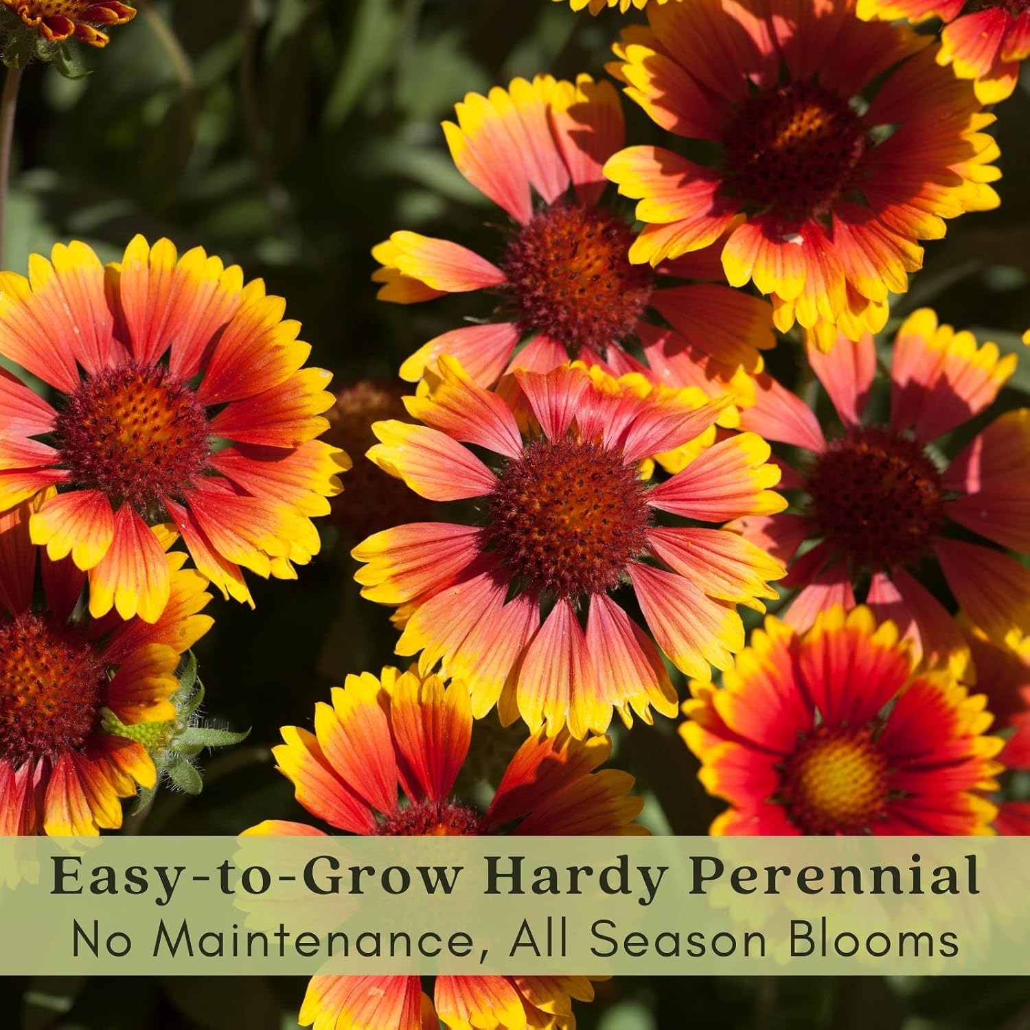 Clovers Garden Blanket Flower (Gaillardia) Arizona Sun Plants – Two (2) Live Plants – Non-GMO - Not Seeds - Each 4" to