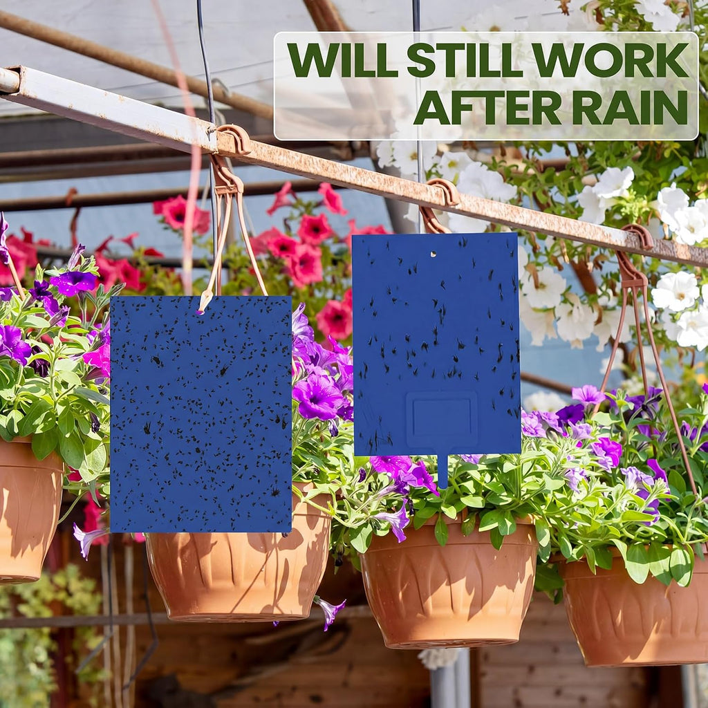 Qualirey 100 Pcs 6 x 8 in Blue Sticky Traps for Gnats Plant Insect Trap | Dual Sided Strong Sticky, Fungus Fruit Flies