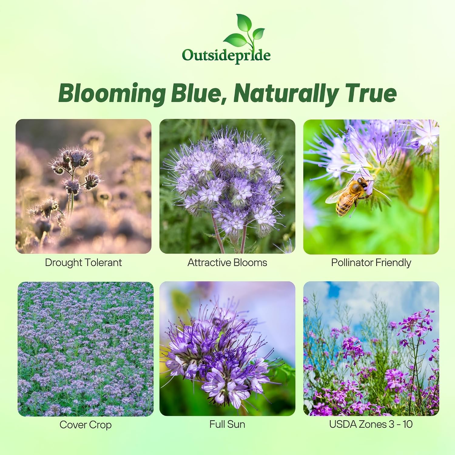 Outsidepride Lacy Phacelia Seeds for Planting - 1 Lb. Annual, Drought-Tolerant Wildflower Seeds with Light Violet
