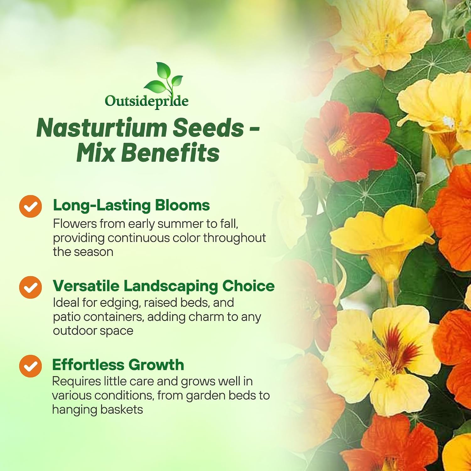 Outsidepride Jewel Mix Nasturtium Seeds - 5 lbs. Annual, Easy to Grow & Versatile, Flower Seeds for Planting Vibrant