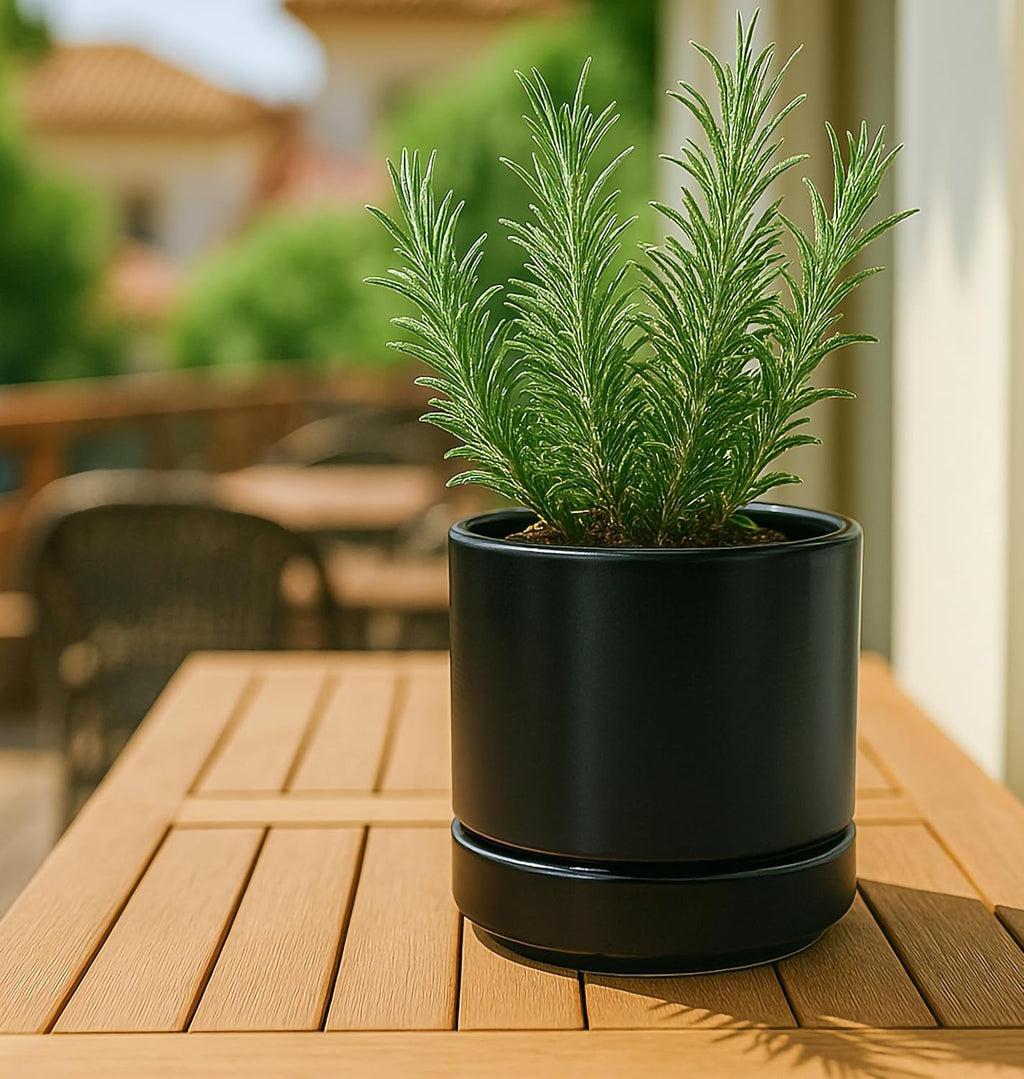 D'vine Dev 2-Pack Ceramic Pots & Saucers, Black, 3.5/4.7 in, 94-G-XS-2 | Glazed Ceramic, Drainage Hole, Perfect-Fit