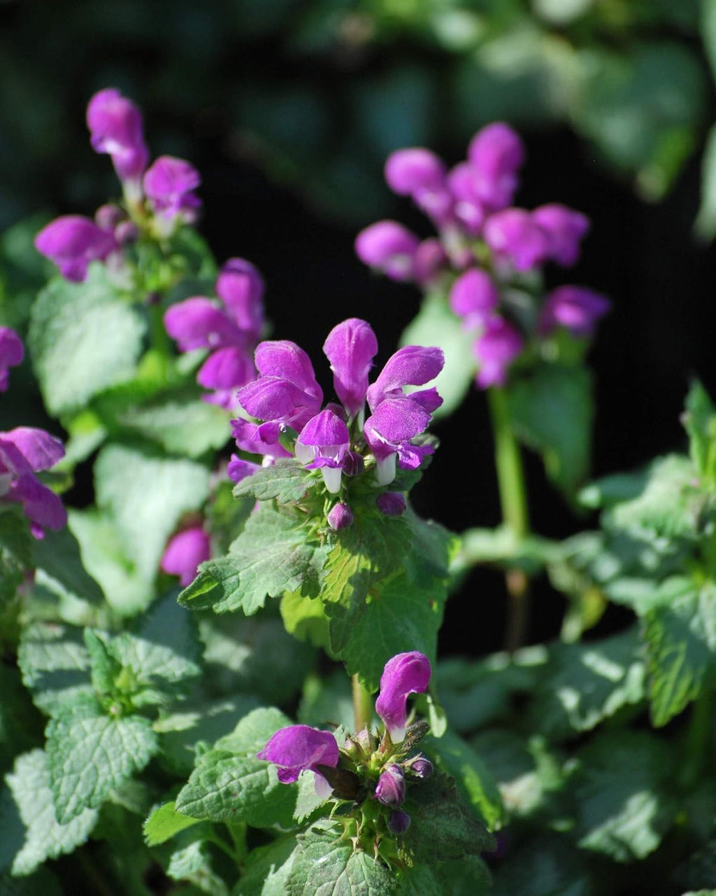 Lamium maculatum ‘Beacon Silver’ (Dead Nettle) Live Perennial, Size- Container, Pink Spring to Summer Flowers with
