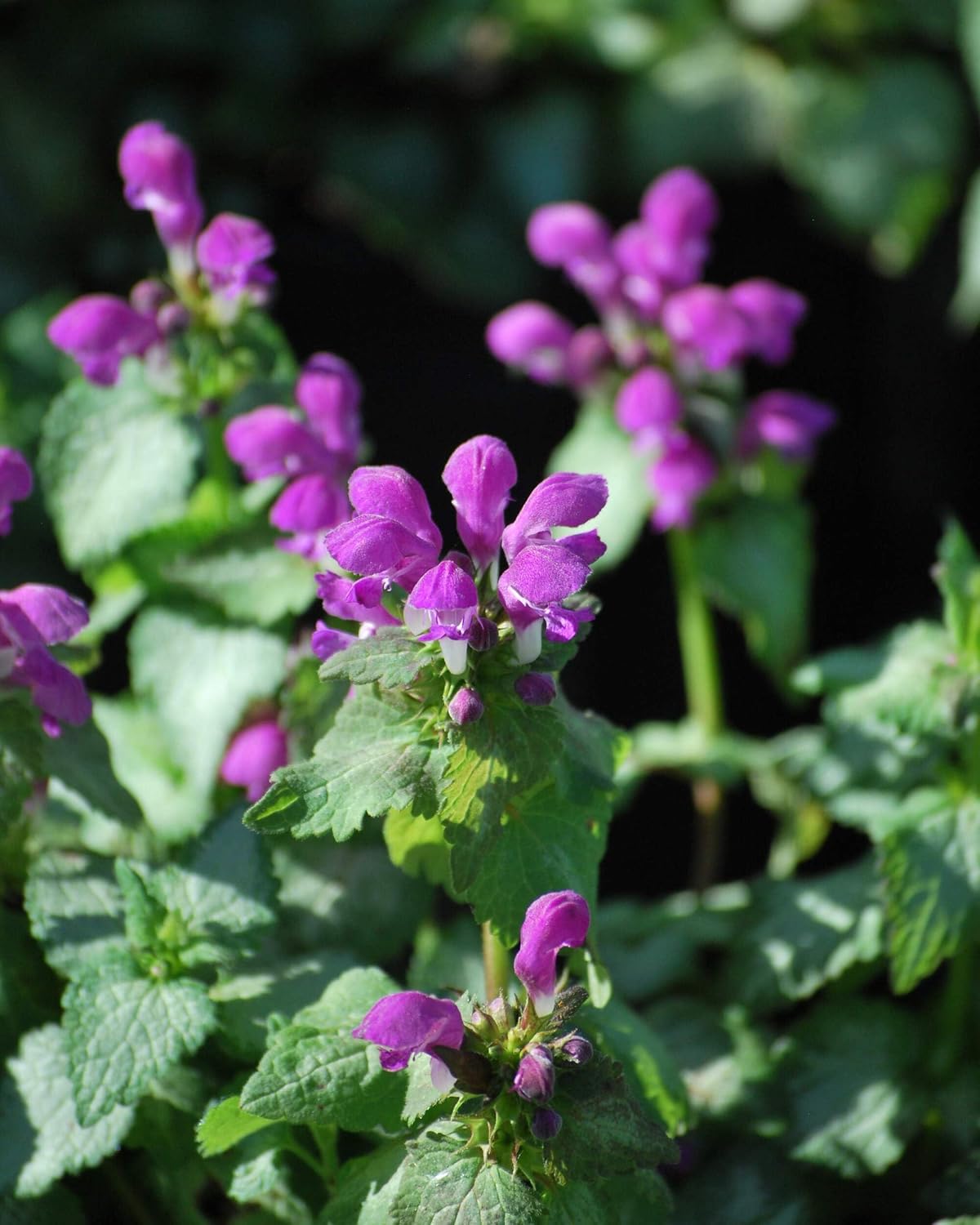 Lamium maculatum ‘Beacon Silver’ (Dead Nettle) Live Perennial, Size- Container, Pink Spring to Summer Flowers with