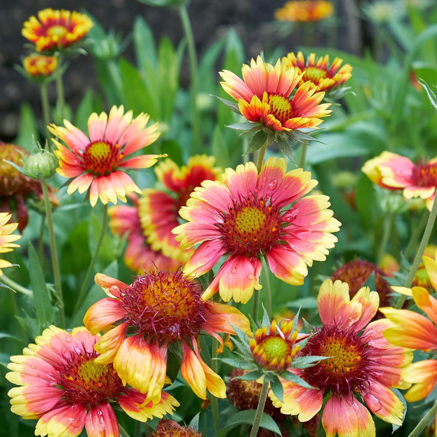 Outsidepride Gaillardia Pulchella Red Indian Blanket Seeds for Planting - 1 lb Annual Flower Seeds, Heat & Drought