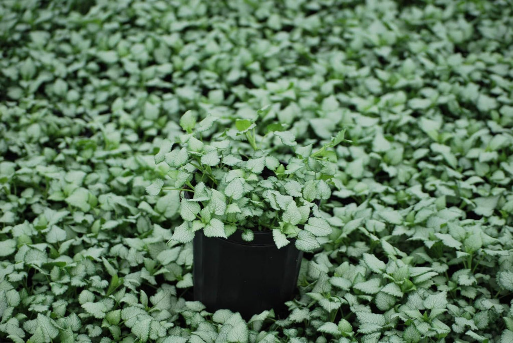 Lamium maculatum ‘Beacon Silver’ (Dead Nettle) Live Perennial, Size- Container, Pink Spring to Summer Flowers with