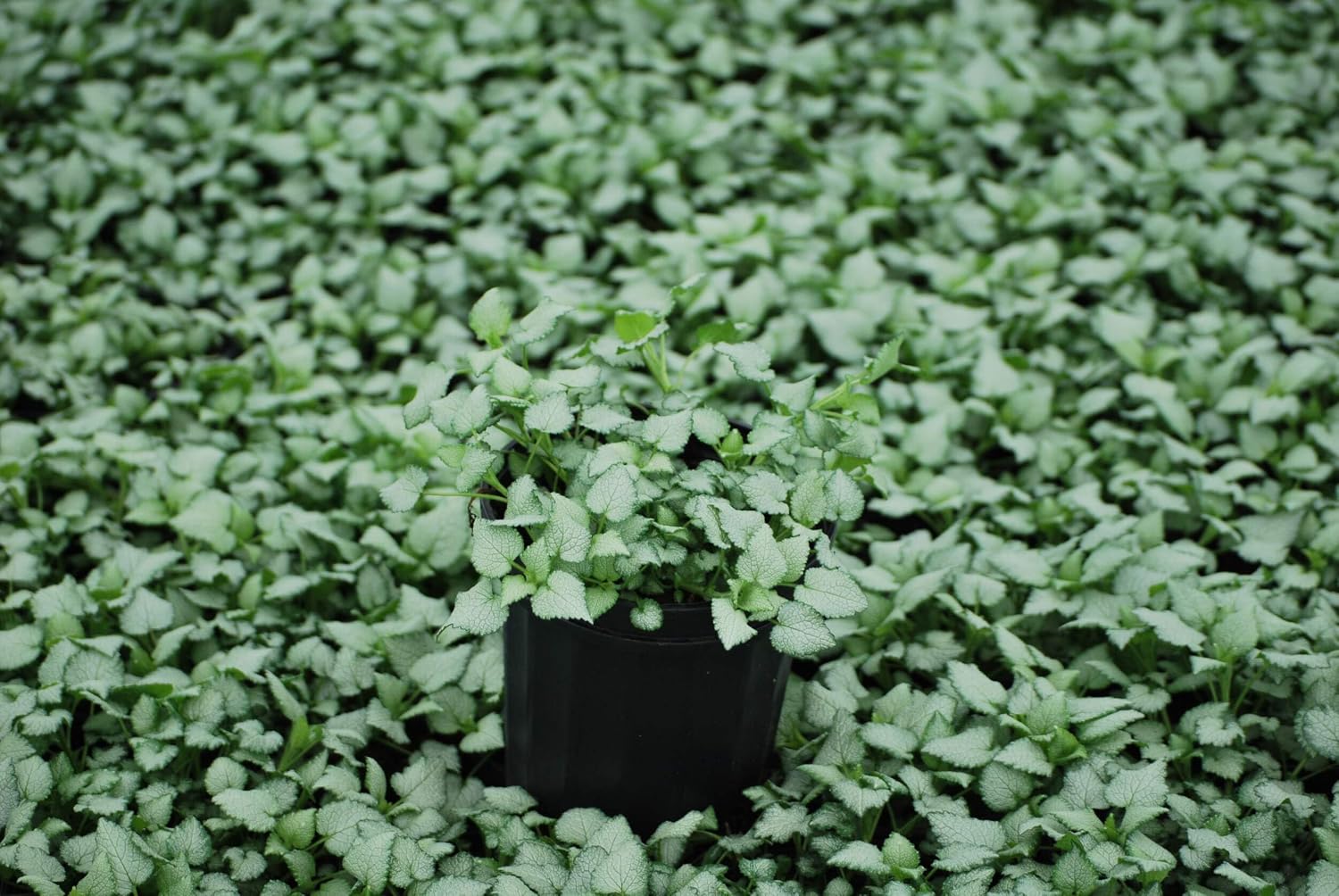 Lamium maculatum ‘Beacon Silver’ (Dead Nettle) Live Perennial, Size- Container, Pink Spring to Summer Flowers with