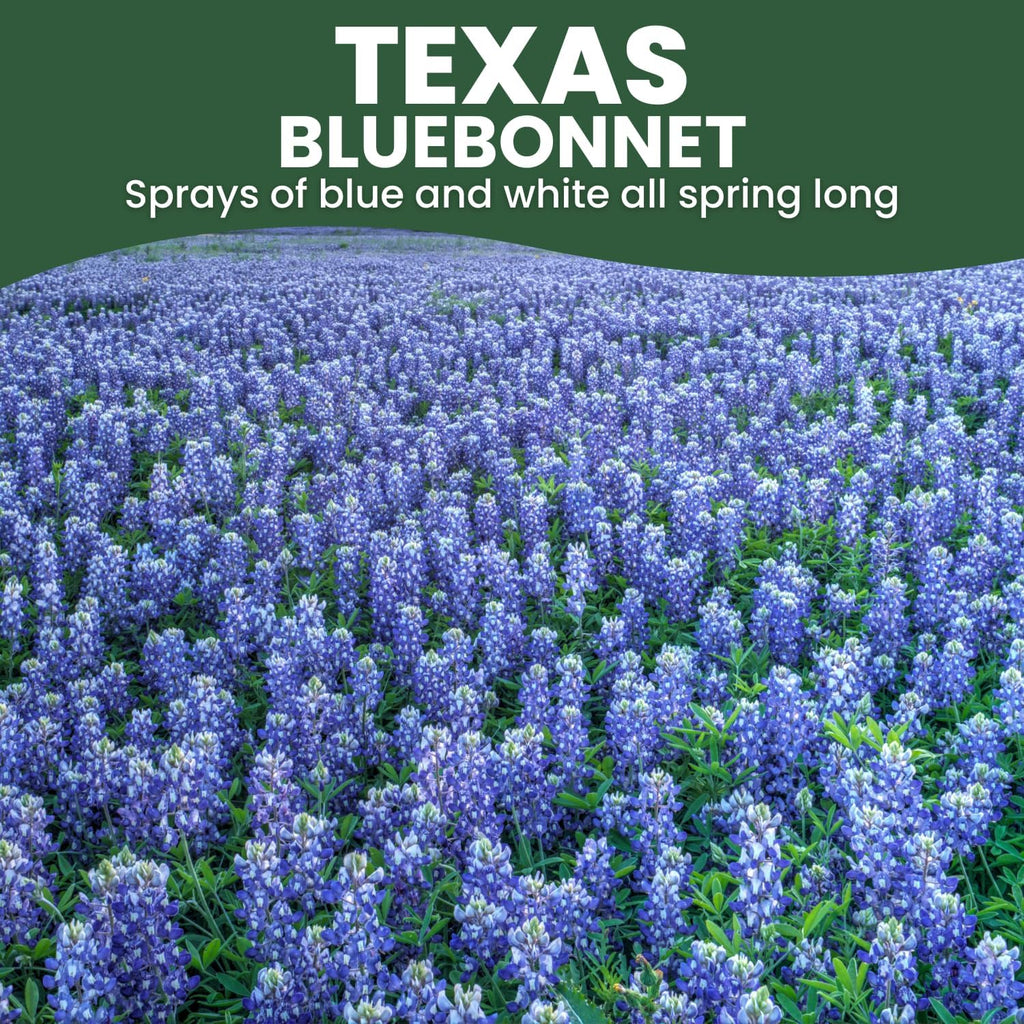 Texas Bluebonnet – 3,000 Seeds for Planting – 2026 Season – 4 Ounce Pouch