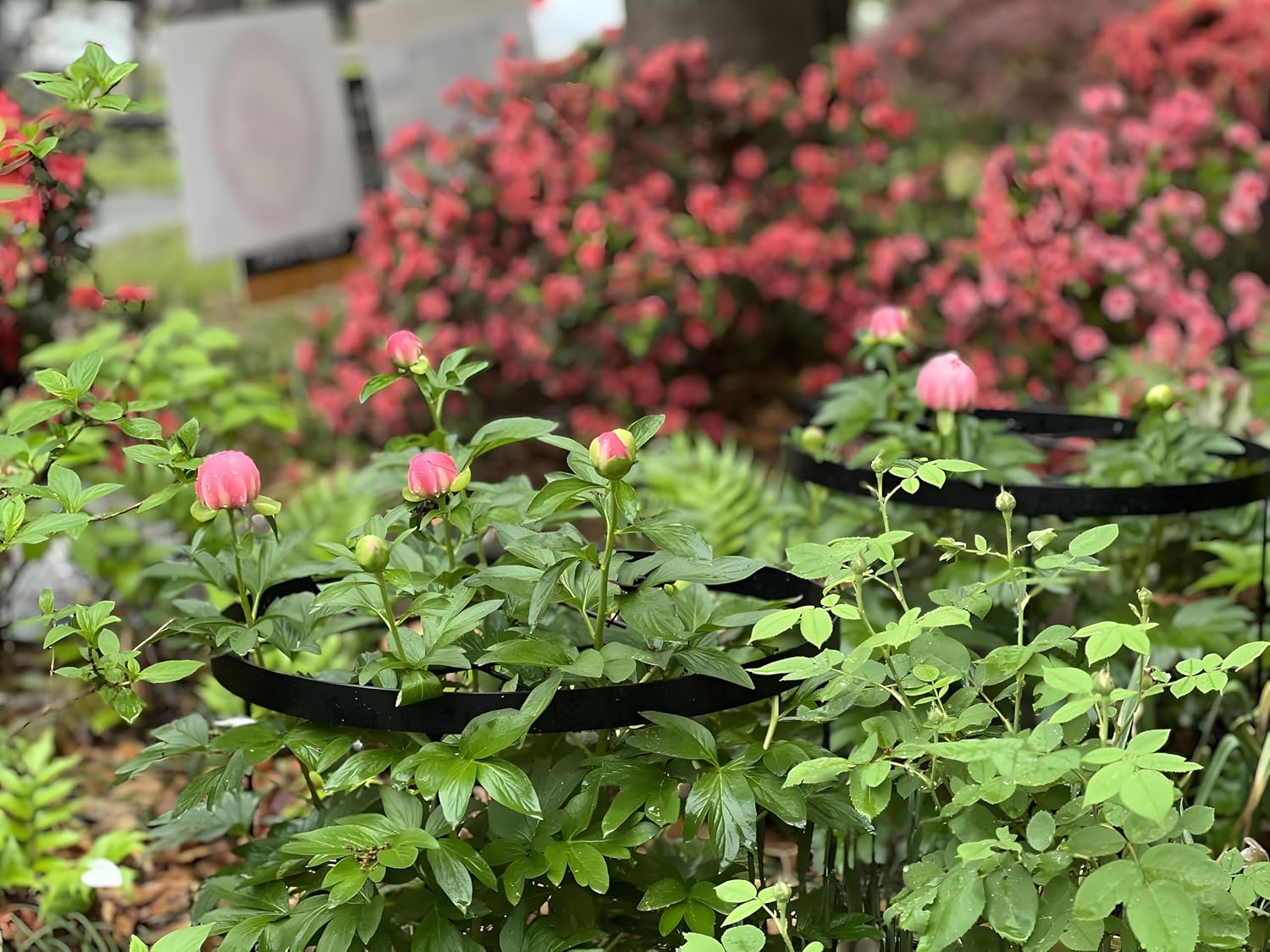 23.6" Peony Cages and Supports,Plant Support Ring for Hydrangea | Durable Round Garden Flower Rings,Tall Plant Support