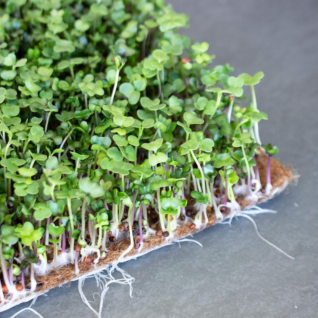 Handy Pantry Pro Micro Jute Microgreens Grow Mat Roll - 10 Inches Wide | By 100 Feet Long - 1 Roll - Professional