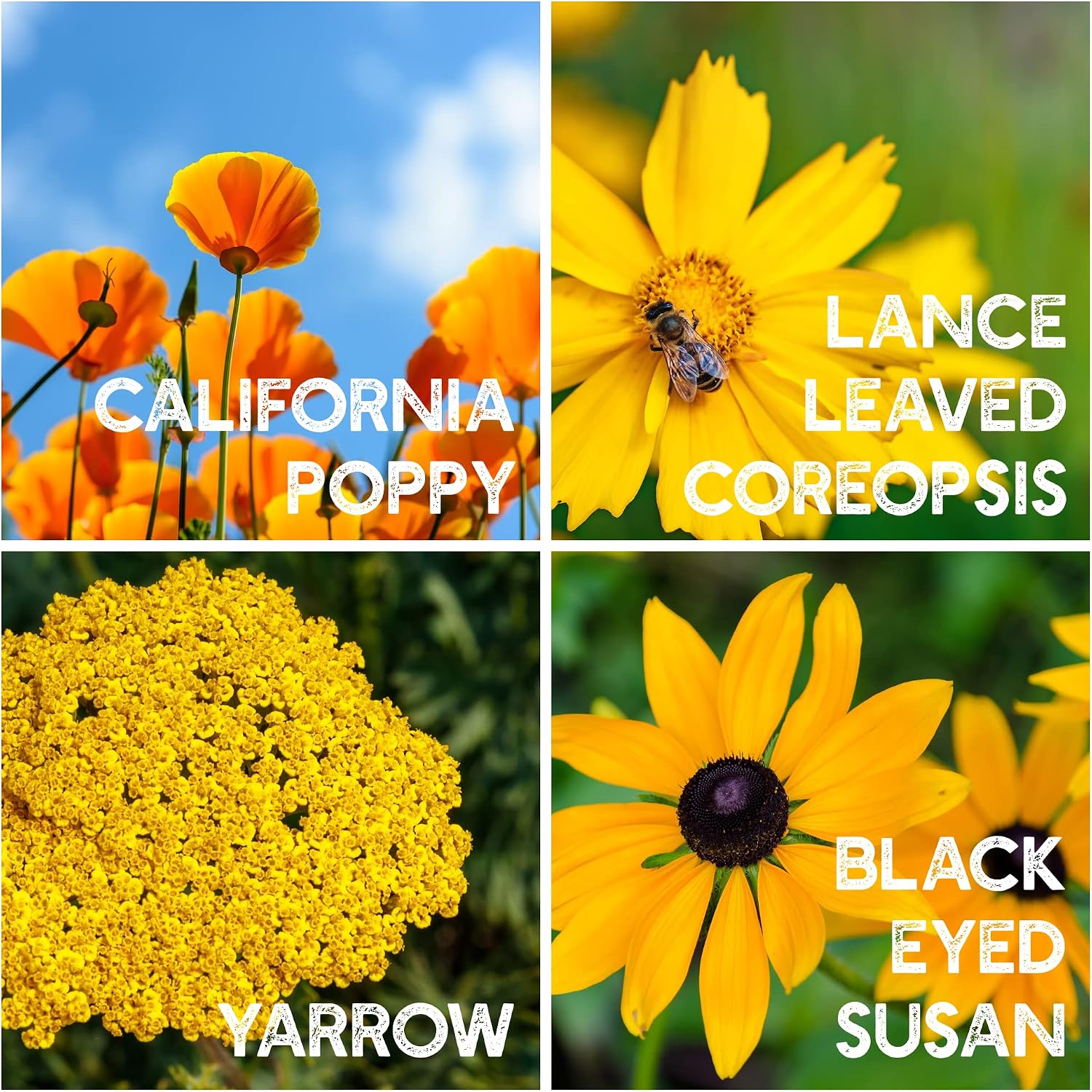 Mountain Valley Seed Co All Annual Wildflower Seeds Mix 4 Oz Bulk | Pollinator Wildflower Seed for Planting - 4,000+