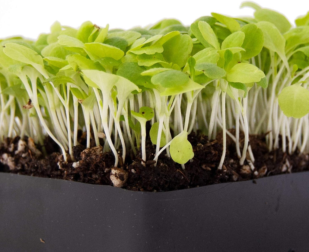 Mountain Valley Seed Co Lettuce Microgreens Seeds - 1 Lb ~400,000 Seeds | Grow Non-GMO Micro Lettuce & Baby Salad