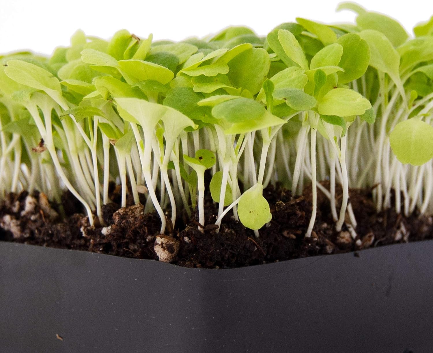 Mountain Valley Seed Co Lettuce Microgreens Seeds - 1 Lb ~400,000 Seeds | Grow Non-GMO Micro Lettuce & Baby Salad
