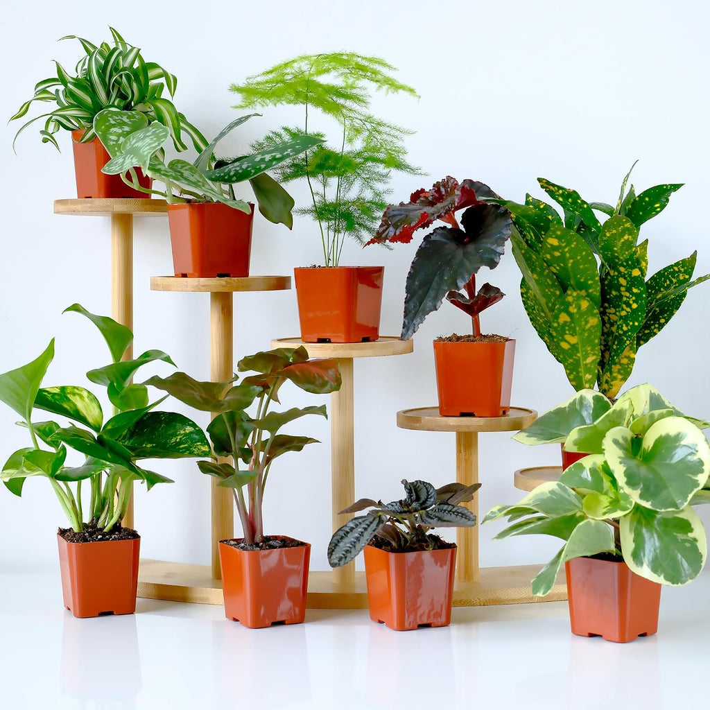 Easy to Grow Houseplants (6PK), Live House Plants in Plant Containers, Growers Choice Plant Set in Planters with