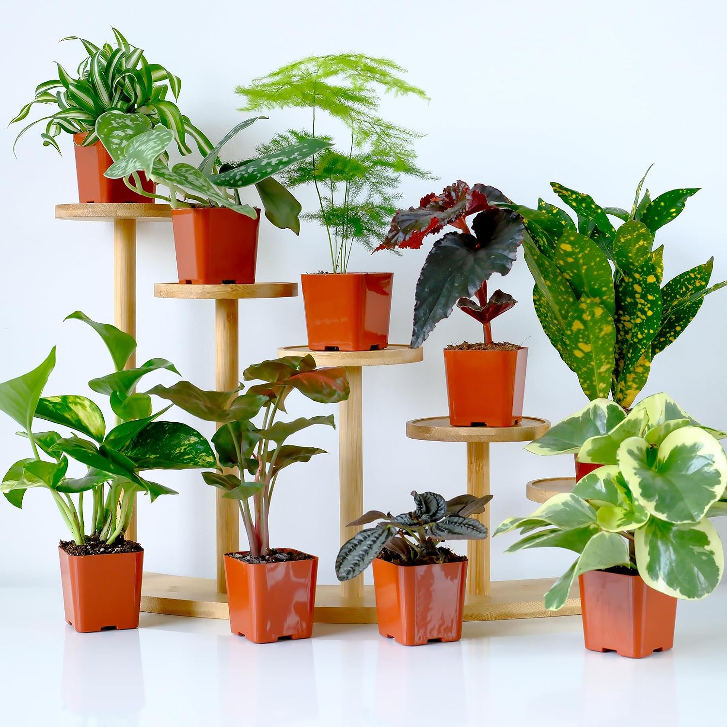 Easy to Grow Houseplants (6PK), Live House Plants in Plant Containers, Growers Choice Plant Set in Planters with