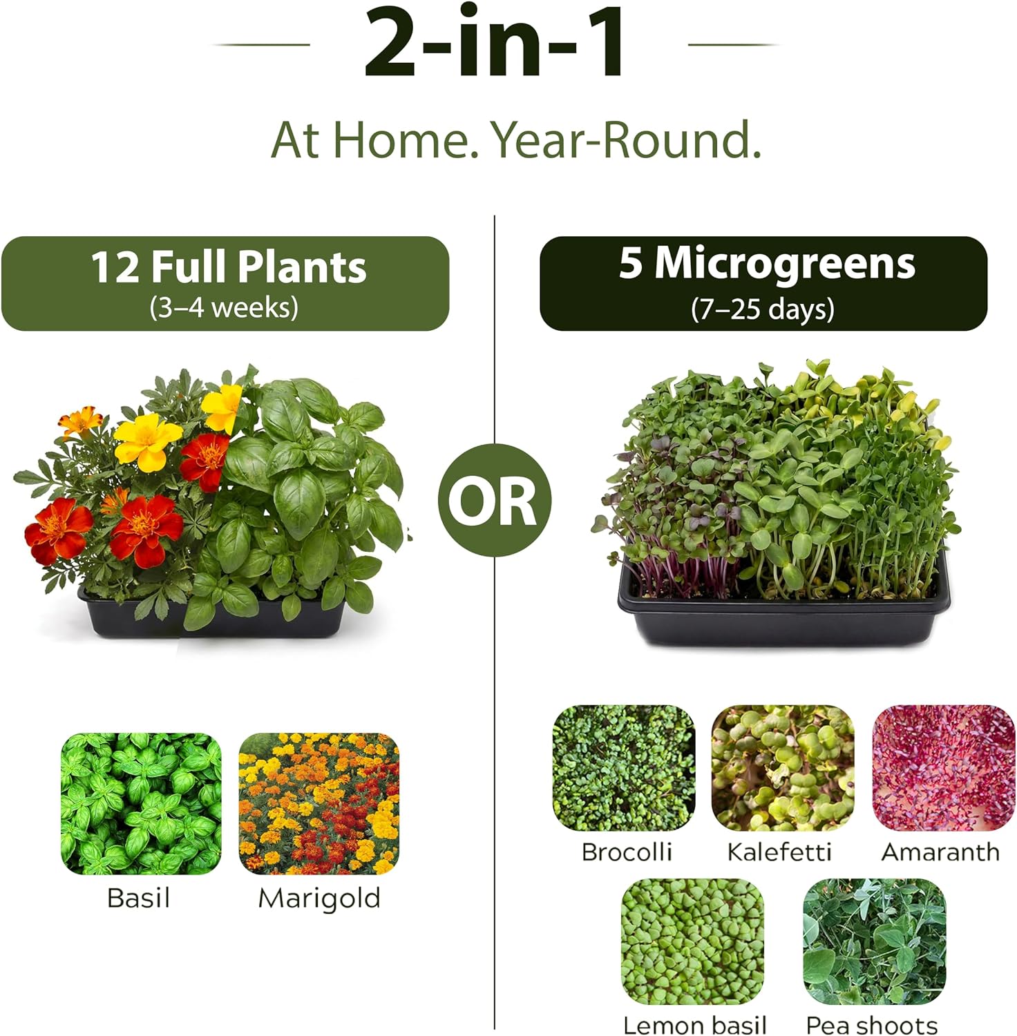 Seed Starter Kit with Humidity Dome – 12-Cell Indoor Pre-Seeded Seed Starting Tray with Basil & Microgreens – Complete