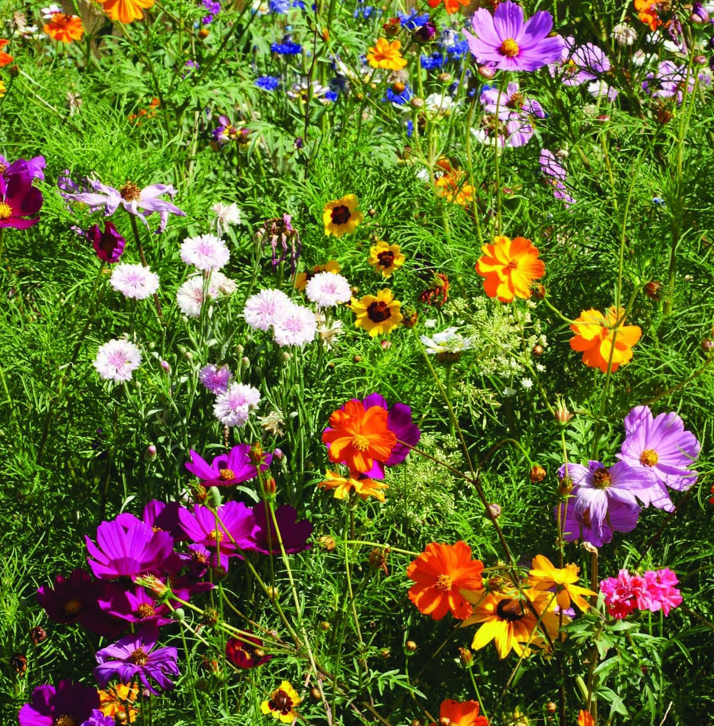 The Earth Laughs in Flowers | Beautiful Illustrated Flower Design Art and Quote | Environmental Favor | Pollinator