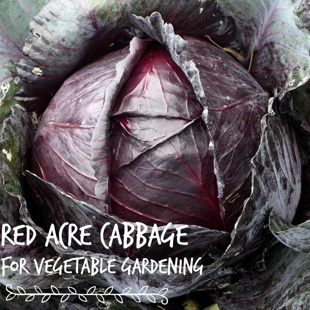 Mountain Valley Seed Co Red Acre Cabbage Microgreens & Sprouting Seeds 1 Lb | Non-GMO, Chemical-Free – High-Germination