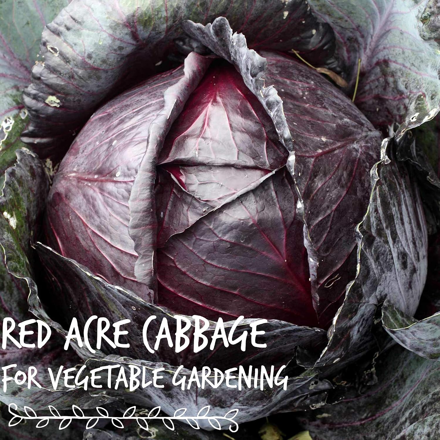 Mountain Valley Seed Co Red Acre Cabbage Microgreens & Sprouting Seeds 1 Lb | Non-GMO, Chemical-Free – High-Germination