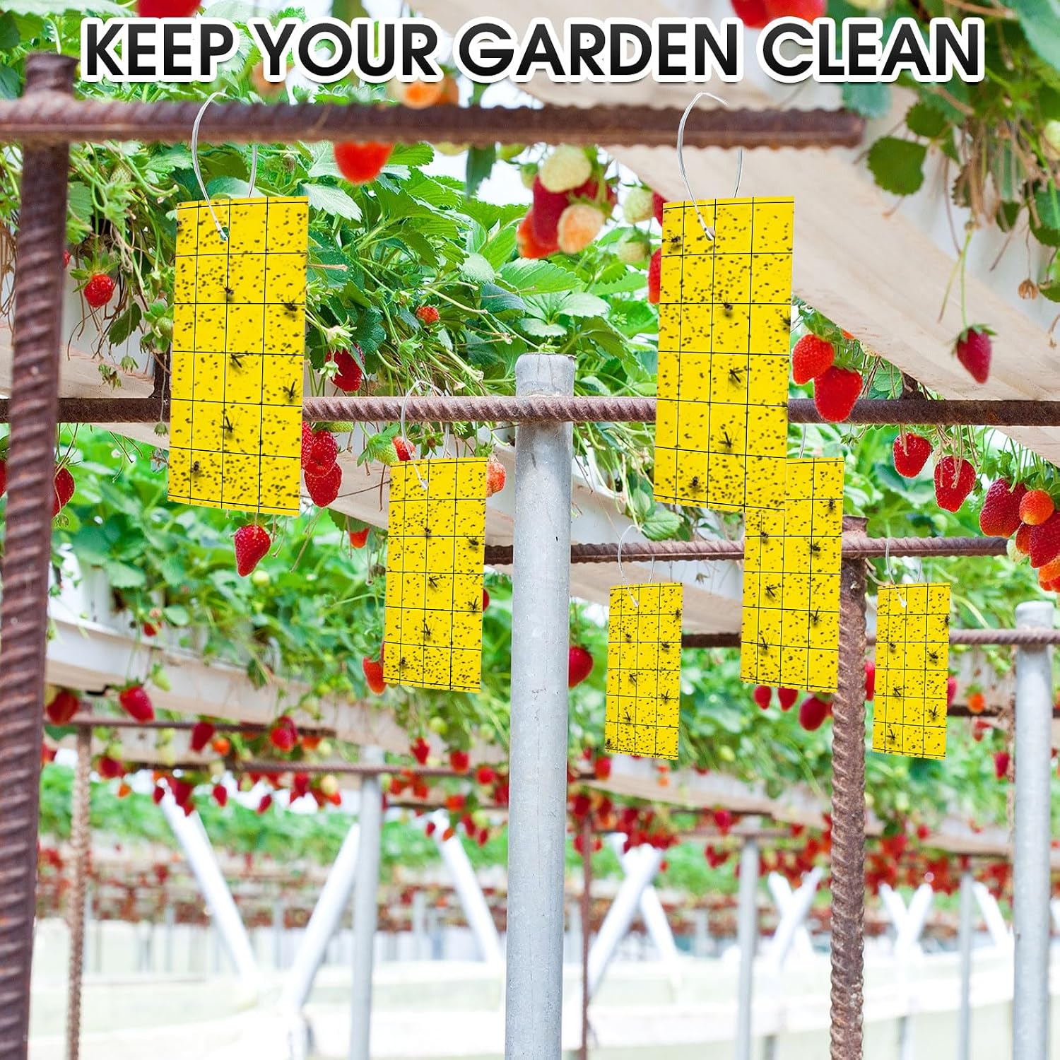 Qualirey 600 Pcs Sticky Trap for Gnats 3 x 5'' Dual Side Sticky Fruit Fly Trap with Tie Plant for Flying Insect Fungus