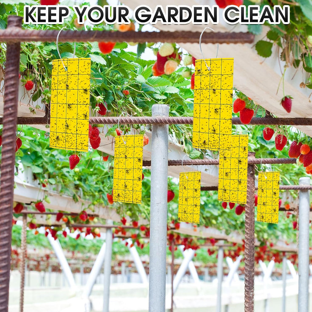 Qualirey 300 Sticky Trap for Gnats 3 x 5'' Dual Side Sticky Fruit Fly Trap with Tie Plant for Flying Insect Fungus Bugs