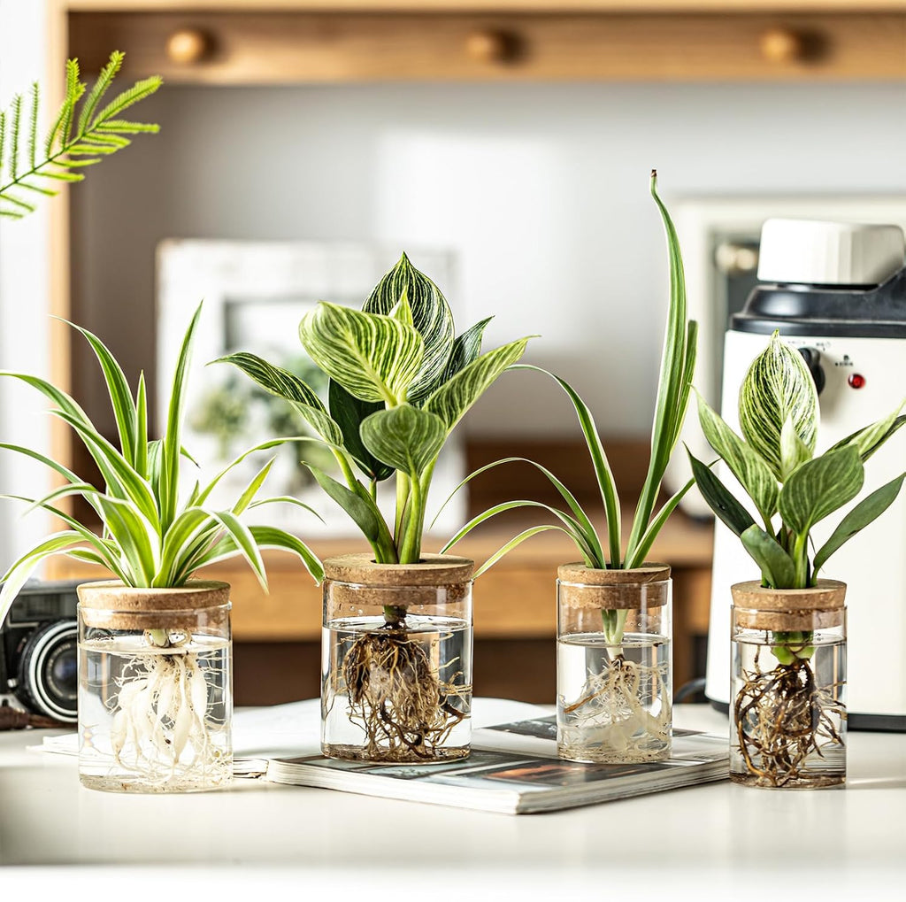 Glass Plant Propagation Stations for Plants – Set of 12(6 Large & 6 Small) Hydroponic Vases for Plant Cuttings,Flower