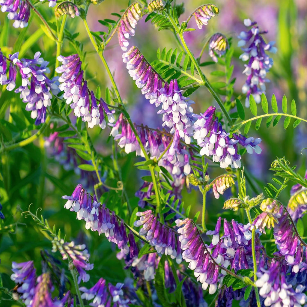 Outsidepride Hairy Vetch Cover Crop Seeds - 5 Lbs Cold Tolerant, Winter Hardy - Ideal for Soil Improvement, Green