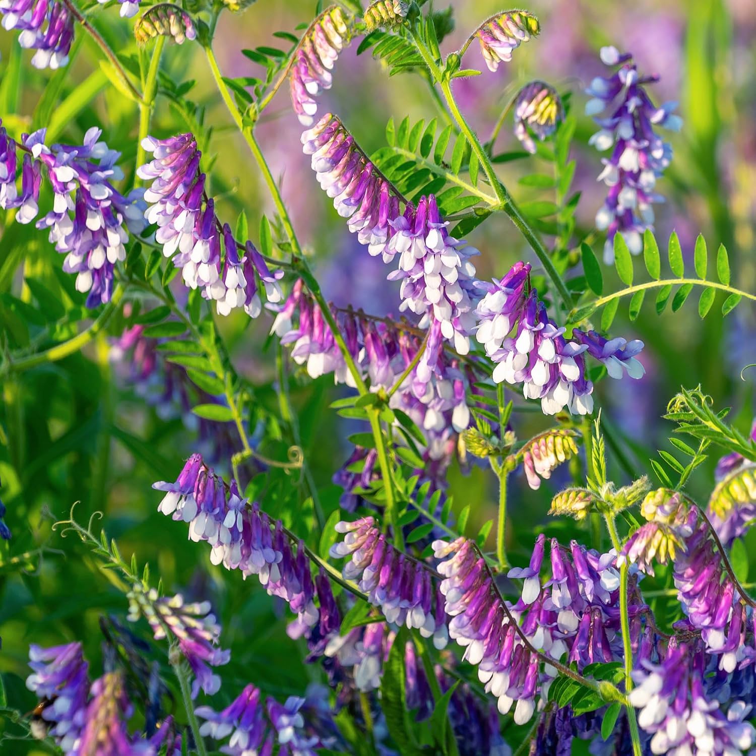 Outsidepride Hairy Vetch Cover Crop Seeds - 5 Lbs Cold Tolerant, Winter Hardy - Ideal for Soil Improvement, Green