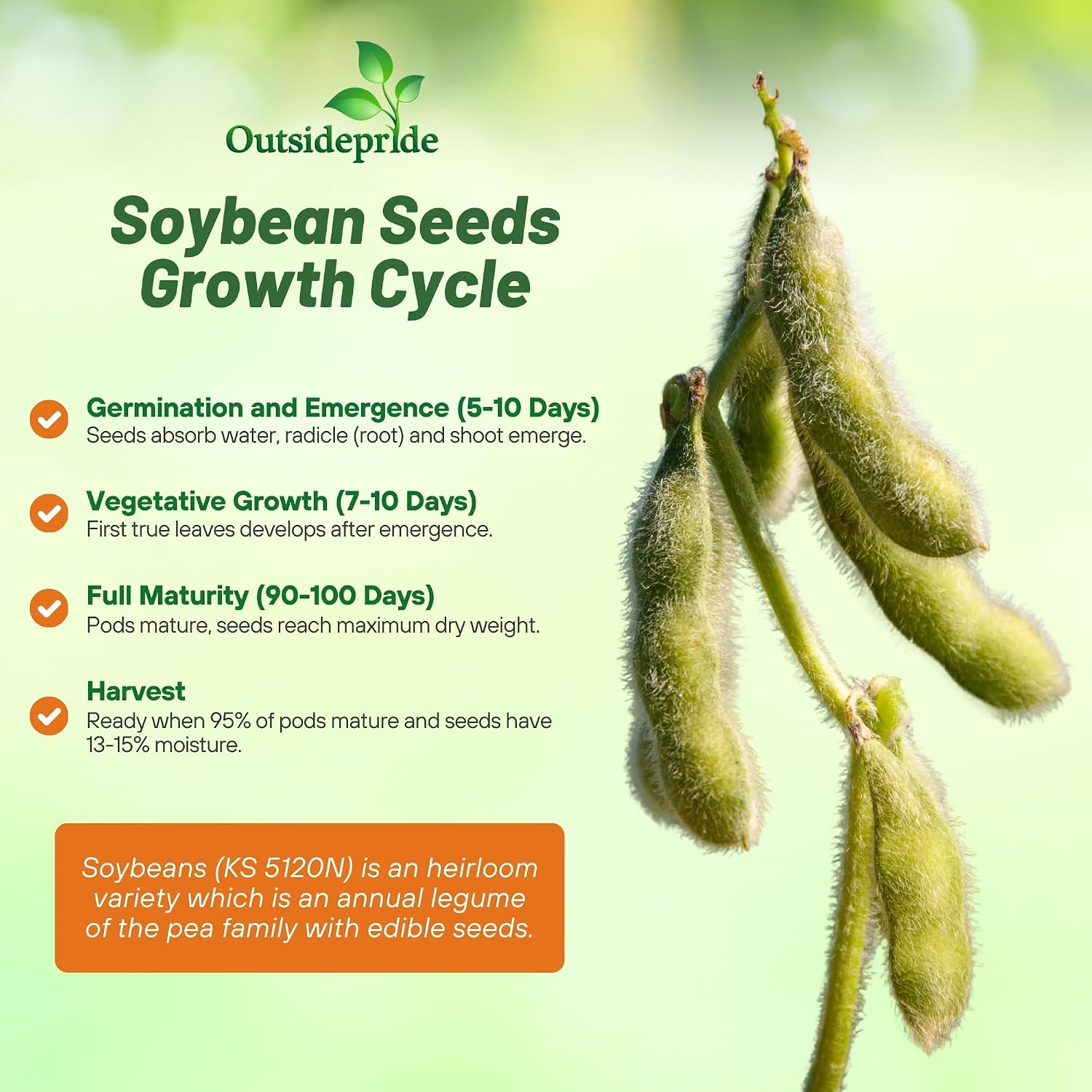 Outsidepride Soybean Seeds - 5 lbs High-Protein & High Yield Heirloom Variety Soy Beans, Ideal for Oil Processing