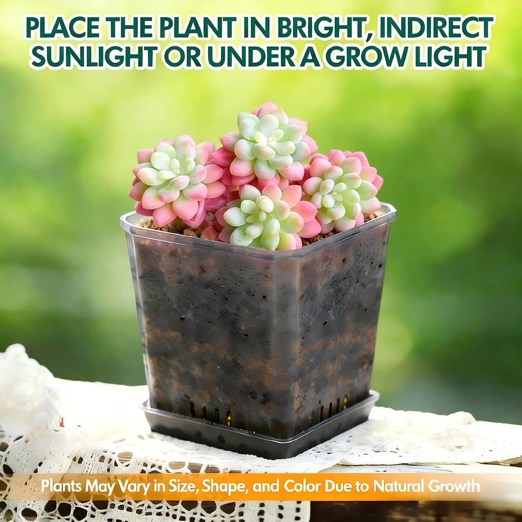 Live Sedum Succulent – Sedum Caviar with Plant Care Accessories, Small Low Maintenance Houseplant for Indoor & Outdoor