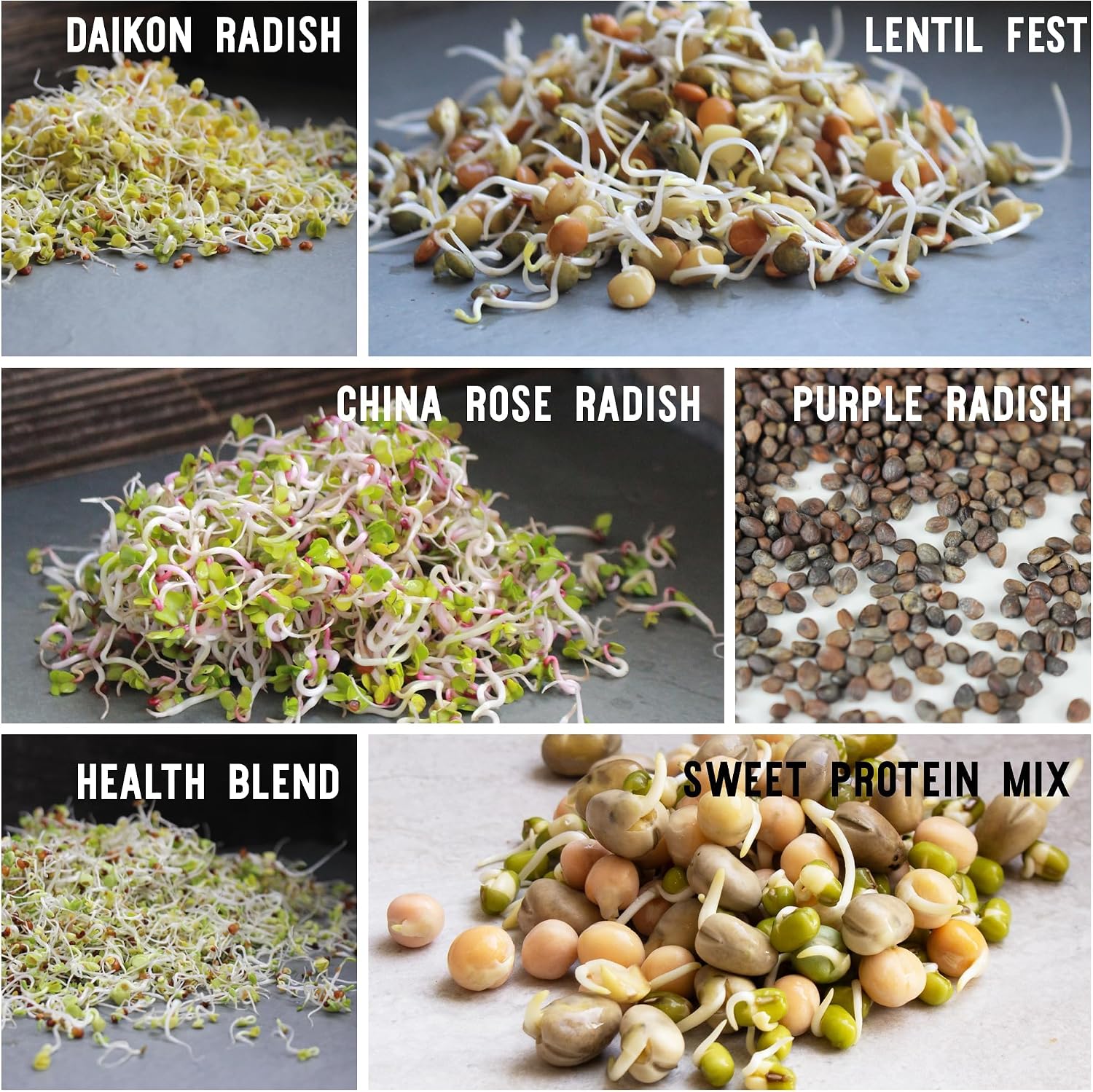 Sustainable Seed Co 12 Variety Pack Organic Sprouting Seeds Fully Raw | Kristina's Sprouts Growing Kit With Sprouting