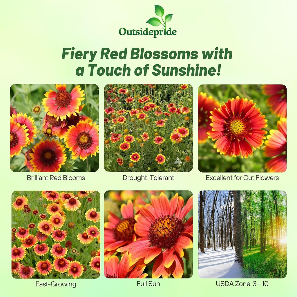 Outsidepride Gaillardia Aristata Red Blanket Flower Seeds for Planting - 1 lb Perennial Wildflower Seeds