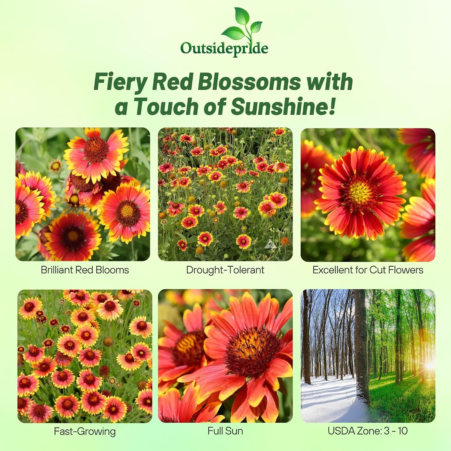 Outsidepride Gaillardia Aristata Red Blanket Flower Seeds for Planting - 1 lb Perennial Wildflower Seeds