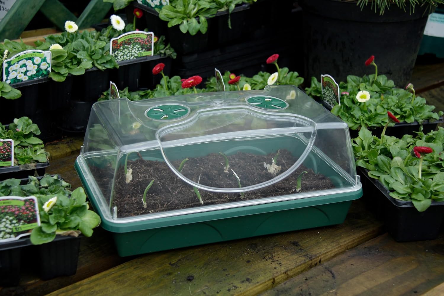 Medium Seed and Herb Domed Propagator with Vented Side Height Extension and Security Clip Set,Green