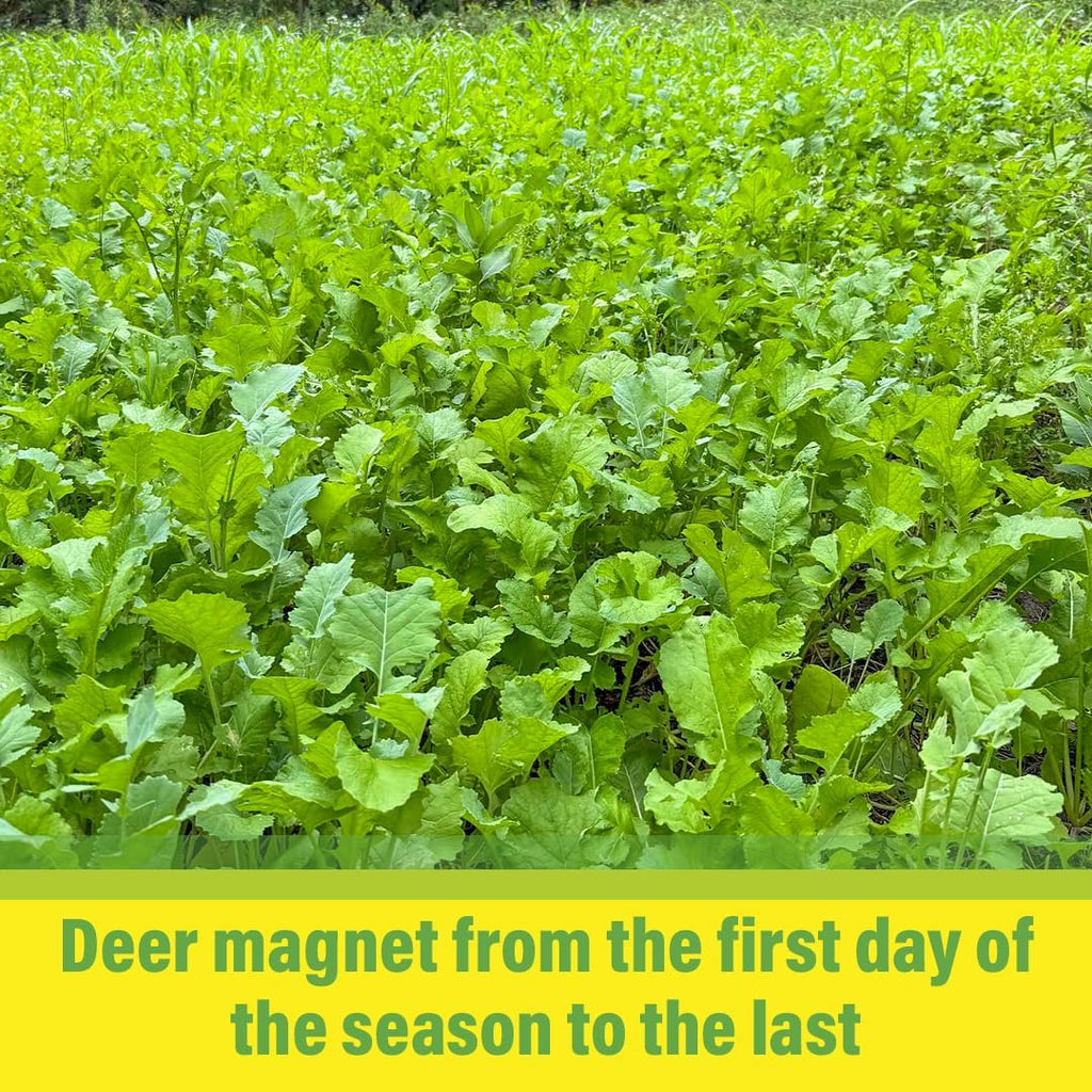 Brassica Overload Deer Food Plot Seed Mix, 1/2 Acre, Cold Hardy Annual Fall Blend, Tillage Radish, Purple Top Turnips