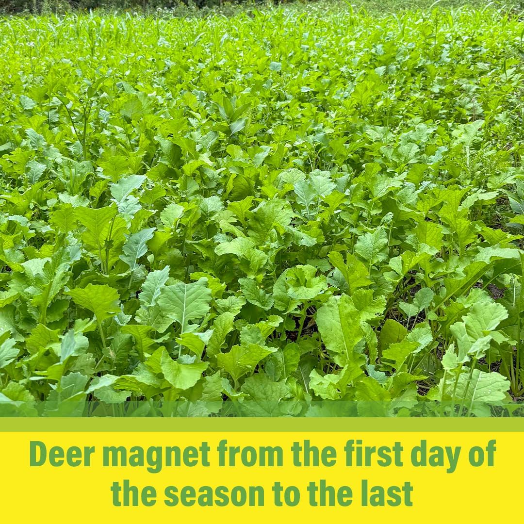 Brassica Overload Deer Food Plot Seed Mix, 1/2 Acre, Cold Hardy Annual Fall Blend, Tillage Radish, Purple Top Turnips
